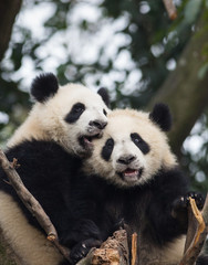 Two giant pandas, Ailuropoda melanoleuca, approximately 6-8 months old, playing and biting each other in a tree.