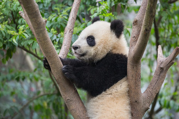Obraz na płótnie Canvas Giant panda, Ailuropoda melanoleuca, approximately 6-8 months old, climbing a tree.