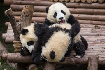 Three giant pandas, Ailuropoda melanoleuca, approximately 6-8 months old, wrestling on a wooden platform.