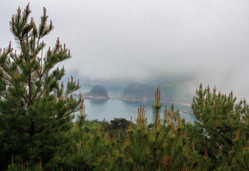Foggy seascape framed by cedars
