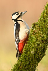 Great Spotted Woodpecker (Dendrocopos major)