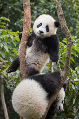 Fototapeta premium Dwie pandy wielkie, Ailuropoda melanoleuca, w wieku około 6-8 miesięcy, wspinają się i bawią na drzewie.