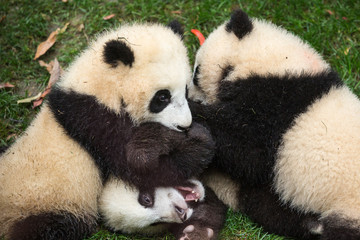 Three giant pandas, Ailuropoda melanoleuca, approximately 6-8 months old, wrestling in the grass.