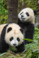 Obraz premium Giant pandas, Ailuropoda melanoleuca, approximately 6-8 months old, playing in the grass on a wet day.