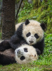 Giant pandas, Ailuropoda melanoleuca, approximately 6-8 months old, playing in the grass on a wet day.