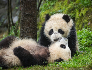 Fototapeta premium Giant pandas, Ailuropoda melanoleuca, approximately 6-8 months old, playing in the grass on a wet day.