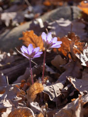 group of liverwort blossoms (anemone hepatica) in alpine valley "Frühlingstal" in Kaltern, South Tyrol, Italy  