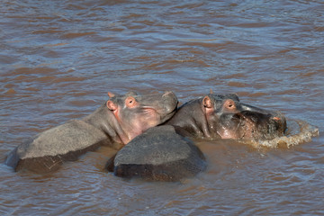 Baby hippo resting its head on its mother's back.  Image taken in the Masai Mara, Kenya.