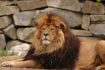 Lion with majestic mane