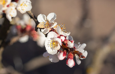 blooming branch of apricot (prunus armeniaca) tree in early spring