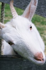 Young white billy goat sticking it's head between the wood fencing 
