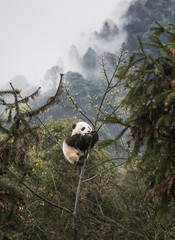 Giant panda, Ailuropoda melanoleuca, approximately 6-8 months old, climbing high in the trees with...