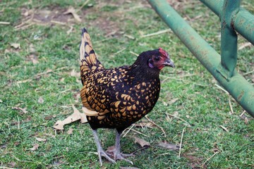 Backyard barnyard, pasture free range chickens on small plot of land.
