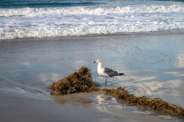 On a California beach, a gull stands by a clump of seaweed with reflections of the sky in the water. 