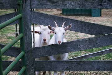 Adult and kid billy goat behind wood fence