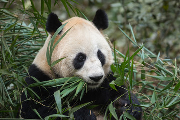 Portrait of a giant panda, Ailuropoda melanoleuca, sitting in the forest eating bamboo.