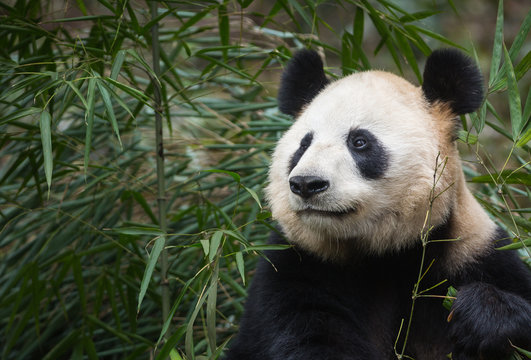 Portrait of a giant panda, Ailuropoda melanoleuca, sitting in the forest eating bamboo. © JAK