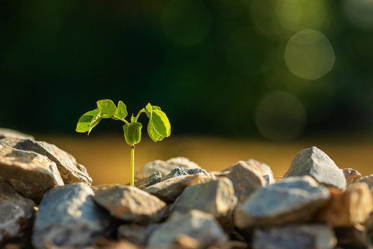 Green sprout growing in soil pile of rock on green blur background. Growing and environment concept