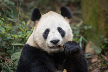 Fototapeta premium Portrait of a giant panda, Ailuropoda melanoleuca, sitting in the forest eating bamboo.