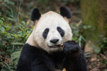 Obraz na płótnie Canvas Portrait of a giant panda, Ailuropoda melanoleuca, sitting in the forest eating bamboo.