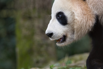 Obraz premium Profile portrait of a giant panda, Ailuropoda melanoleuca, standing in the forest.