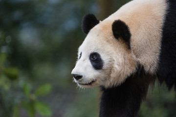 Portrait of a giant panda, Ailuropoda melanoleuca, walking through the forest.