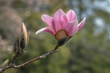 Bloom and bud on an Alexandrina Saucer Magnolia tree.