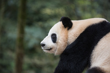 Fototapeta premium Profile portrait of a giant panda, Ailuropoda melanoleuca, sitting in the forest.