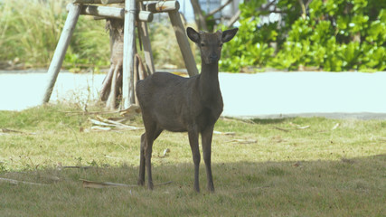 沖縄の国立公園慶良間諸島にある、阿嘉島にいる天然記念物ケラマジカ-Keramajika, a natural monument on Aka Island in the Kerama Islands, Okinawa's national park