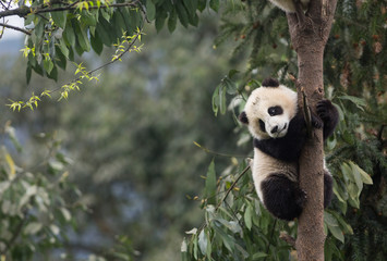 Giant panda, Ailuropoda melanoleuca, approximately 6-8 months old, clutching on to a tree high...
