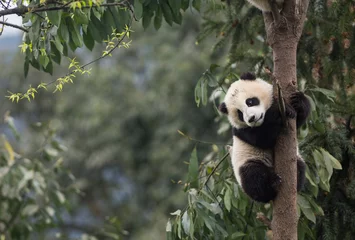 Zelfklevend Fotobehang Giant panda, Ailuropoda melanoleuca, approximately 6-8 months old, clutching on to a tree high above the ground. © JAK