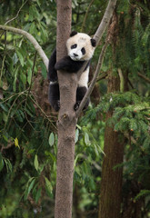 Giant panda, Ailuropoda melanoleuca, approximately 6-8 months old, hanging on to a tree high above...