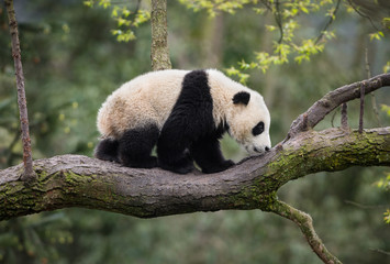 Giant panda, Ailuropoda melanoleuca, approximately 6-8 months old, walking on a tree branch high in the forest canopy.