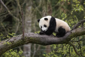 Fotobehang Reuzenpanda, Ailuropoda melanoleuca, ongeveer 6-8 maanden oud, zittend op een boomtak hoog in het bladerdak. © JAK