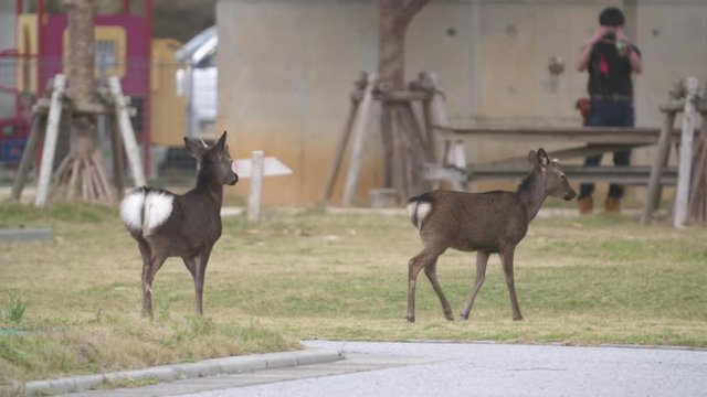沖縄の国立公園慶良間諸島にある、阿嘉島にいる天然記念物ケラマジカ-Keramajika, a natural monument on Aka Island in the Kerama Islands, Okinawa's national park