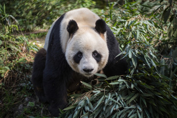 Giant panda, Ailuropoda melanoleuca, sitting next to a pile of bamboo branches in the forest.