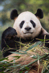 Obraz na płótnie Canvas Portrait of a giant panda, Ailuropoda melanoleuca, eating bamboo.