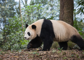 Fototapeta premium Portrait of a giant panda, Ailuropoda melanoleuca, walking through the forest.