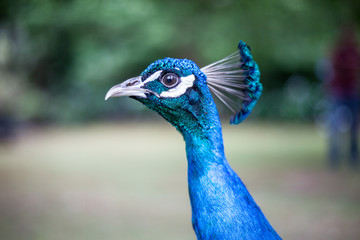 portrait of a peacock