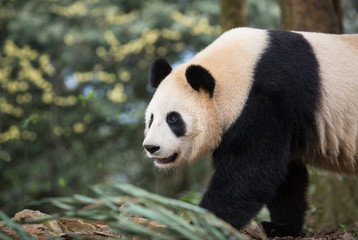 Obraz na płótnie Canvas Portrait of a giant panda, Ailuropoda melanoleuca, walking through the forest.