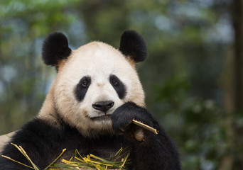 Portrait of a giant panda, Ailuropoda melanoleuca, eating bamboo.