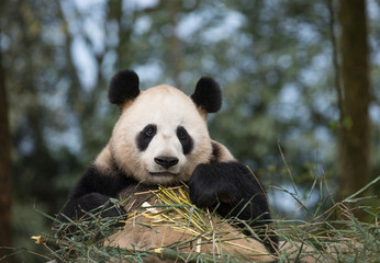 Portrait of a giant panda, Ailuropoda melanoleuca, sitting in a pile of bamboo and eating.
