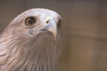 headshot of eagle in the cage.