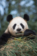 Portrait of a giant panda, Ailuropoda melanoleuca, sitting in a pile of bamboo and eating.