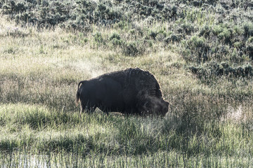 Profile of Bison with golden wheat field