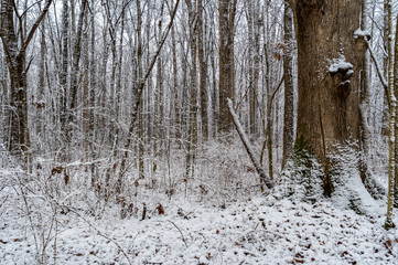 Winter Forest Scene