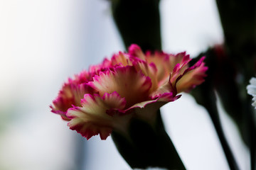 Delicate artistic closeup inflorescence of blooming Carnation Dianthus Caryophyllus, or Clove Pink flower.