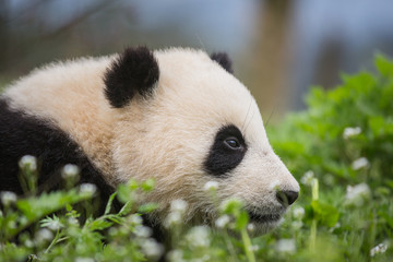 Giant panda, Ailuropoda melanoleuca, approximately 6-8 months old, sitting in wildflowers.