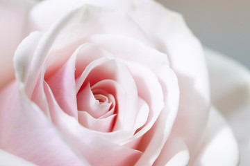 Delicate artistic closeup bouquet of tender romantic blooming Rose flower.