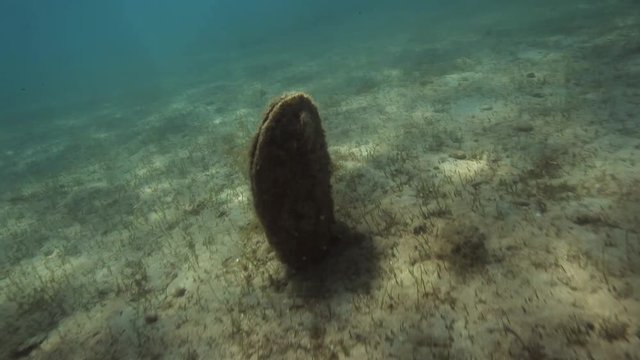 The noble pen shell from Brijuni National Park